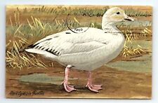 Snow Goose Chen Hyperborea Artist Signed Louis Agassiz Fuertes Vintage Postcard picture