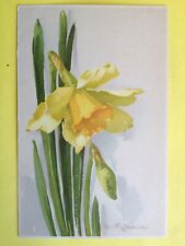 cpa Meissner & book WATERCOLOR DRAWING signed Catharina KLEIN Jonquille Daffodil picture