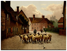 Sheep in the Village Street.  Vintage photochrome by P.Z, photochrome Zurich pho picture