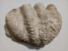 Giant Clam Shell Tridacna Gigas 11