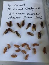 SALE 12 CICADA S & CICADA SHELLS From This Years Batch In Eastern Missouri  picture