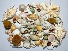 3 lbs. Large Indo Seashells Sea Shells Best Price   picture