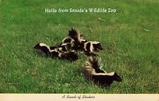 Postcard LITTLE FALLS, MN: Hello From Smuda's Family Wildlife Zoo, Skunks picture