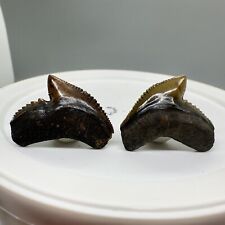 Pair of Killer And Colorful Fossil TIGER SHARK Teeth - Waccasassa River, FL picture