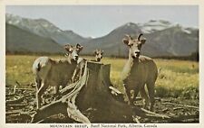 Vintage Postcard MOUNTAIN SHEEP   BANFF NAT PARK, ALBERTA, CANADA   UNPOSTED picture