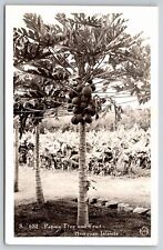 Hawaiian Islands~Papaia Tree Ripe With Fruit~Real Photo Postcard~1947 RPPC picture