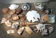 Beautiful Vintage Sea Shell Lot of 23 Marine Life Shells (FC 204/2 D1055) picture