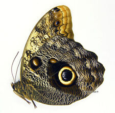 Unmounted Butterfly/Nymphalidae - Caligo prometheus, male, Venezuela 65-69mm picture