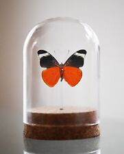 The Prola Beauty,PANACEA PROLA, Glass Bell Jar, real insect picture