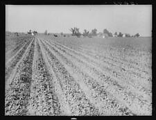 England,Arkansas,AR,Lonoke County,Farm Security Administration,June 1938,FSA picture