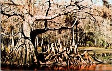 Tom Gaskins Cypress Knees Museum Palmdale Florida Chrome Postcard C14 picture