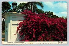 Bright & Beautiful Bougainvillaea Growing in Florida 4x6 Postcard 1594 picture
