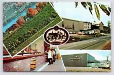 c1950s Gold Seal Vineyards Henri Merchant Wineries Urbana New York NY Postcard picture