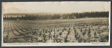 CANADA VINTAGE PHOTOGRAPH - SOUTH KELOWNA ORCHARD CO. / SECTION OF ORCHARD picture
