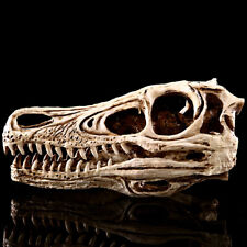Velociraptor Fossil Head Skull Prehistoric Statue Dinosaur Skeleton Replica 24cm picture