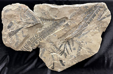 Massive Pecopteris Fossil Plate, Germany picture