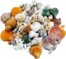 135 PCS Mini Sea Shells Mixed Beach Seashells Starfish, Colorful Various Sizes N picture