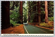 Postcard Avenue of the Giants California CA Vintage Car 1978 Deckle Edge 6 x 4 picture