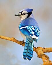 BLUE JAY Glossy 8x10 Photo Animal Print Winter Poster Wildlife Bird Canada picture