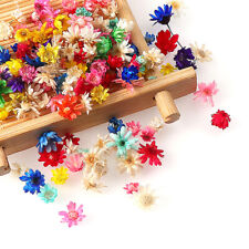 100/200PCS Real Dried Flowers Brazil Little Star Flower For DIY Art Craft q-5 picture