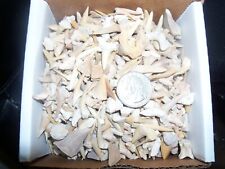 100 fossil Moroccan shark teeth per lot. B grade teeth picture