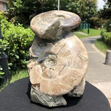 11.59LB  Large Natural Beautiful ammonite fossil conch Crystal specimen Healing picture