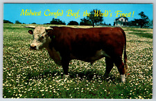 c1960s Midwest Cornfed Beef Vintage Postcard picture