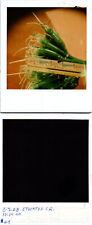 Agave plant buds Stockton CA 8-7-05 Found Polaroid Photo V0546 picture