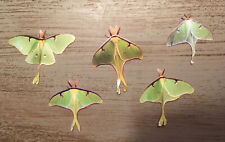 Luna Moth Stickers 15 Life-like Homemade Photograph Insect Bug Mini Scrapbooking picture