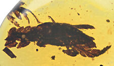 Nice Botanical Leaf, Fossil inclusion in Burmese Amber picture
