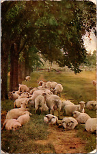 Vintage C. 1907 Hot Summer Sheep Laying in Shade Pasture Caldwell PA Postcard picture