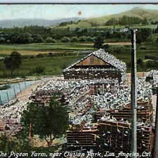 c1900s UDB Los Angeles, CA Pigeon Farm Elysian Park Postcard Rieder Rare Vu A170 picture