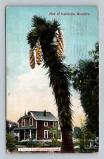 Postcard A Freak Yucca Palm in Bloom One of California Wonders picture