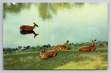 A Watchful Doe Vacationland Scene Vintage Posted 1956 Lodi Wisconsin picture