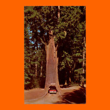 Chandler Drive-Thru Tree Underwood Park, CA 1960's Auto Photo Postcard Un-posted picture