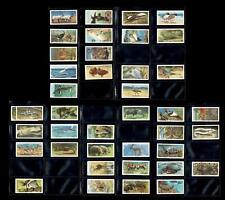 BROOKE BOND Tea Cards Wildlife in Danger 39/50 + 1 Duplicate Card - Mostly VG picture