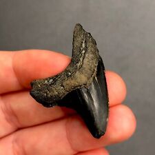 Rare Giant Thresher Shark Tooth Fossil Sharks South Carolina Mako Fossils picture