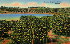 A Large Grapefruit Grove, Florida, Linen Postcard, Posted At Mount Dora, 1943 A3 picture
