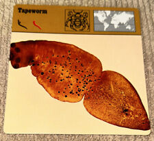 Vintage 1976 Animal Card - Tapeworm - Printed In Japan picture