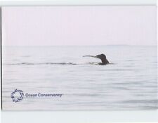 Postcard North Atlantic Right Whale, Ocean Conservancy picture
