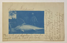 Vintage Postcard, Men with Large Fish, 1908 picture