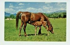 Vintage  Horse Postcard   DINNER TIME WITH  MOM & COLT   UNPOSTED  CHROME picture