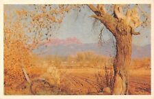 D1423 Western Beauty Cottonwood Tree, Vegetable Field, Pasture, Mountains Old PC picture