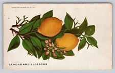 Embossed Lovely Yellow Lemons and Blossoms Plant Undivided Antique Postcard picture