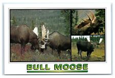 Postcard Bull Moose multi-view Maine ME K1 picture