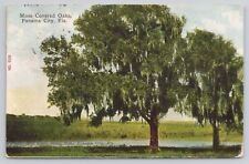 Panama City, Florida Moss Covered Oak Trees Sunshine State 1911 Antique Postcard picture