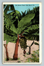 Palm Beach Florida, THE BANANA PLANT, Tree, Nature, Vintage Postcard picture