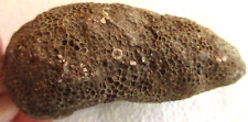 Rough Michigan Favosite - Honeycomb Coral Fossil - Charlevoix Stone - 292 gm picture