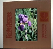 1970s Purple Iris Stem Flowers Garden Photographers' Slide Kodachrome Photo picture