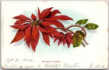 1906 Large Print Poinsettia Flower E.P. Charlton & Co. Pub Posted Postcard picture